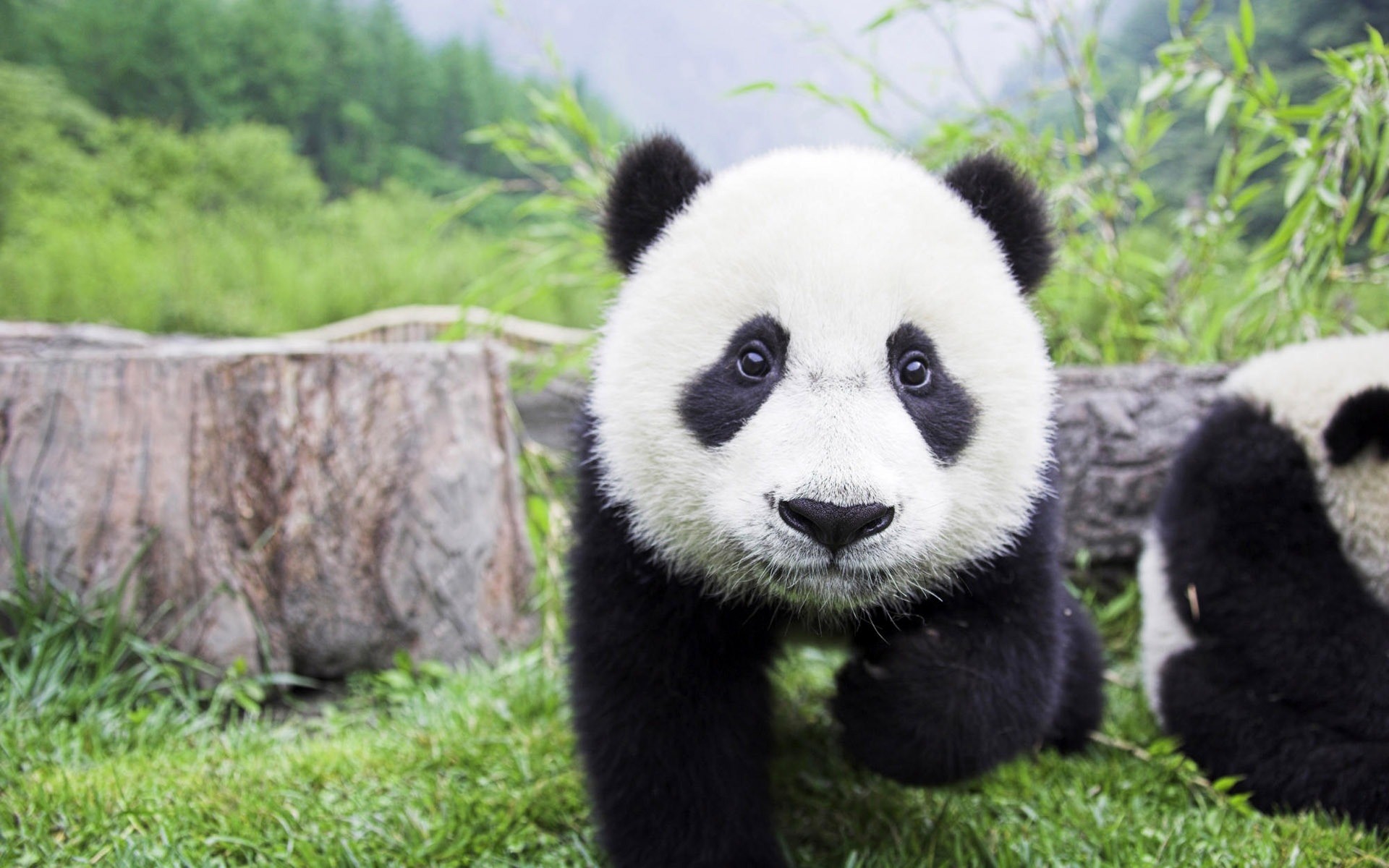 animais mamífero grama natureza animal vida selvagem fofa selvagem ao ar livre pele retrato panda