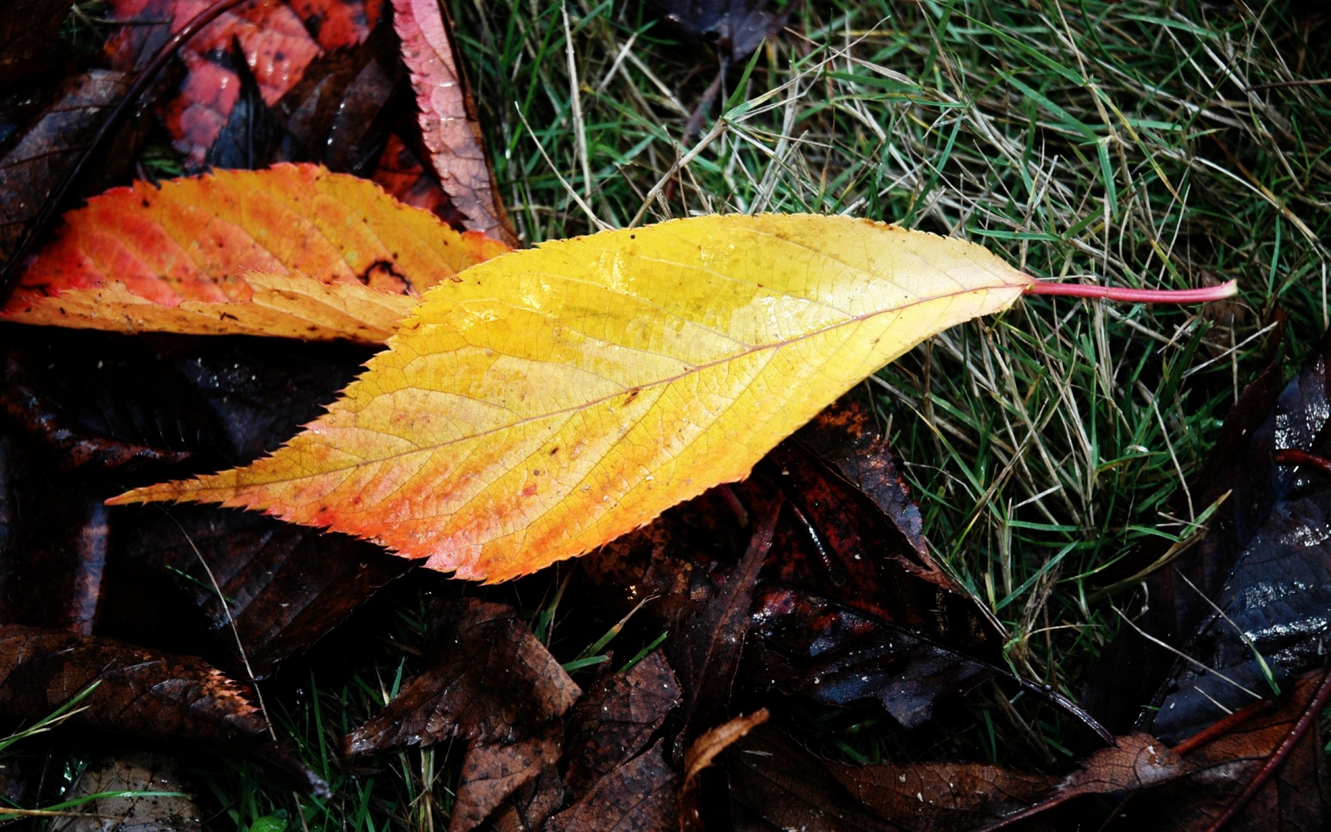 herbst blatt herbst natur flora ahorn im freien saison holz holz farbe veränderung umwelt wachstum hell desktop schließen park garten