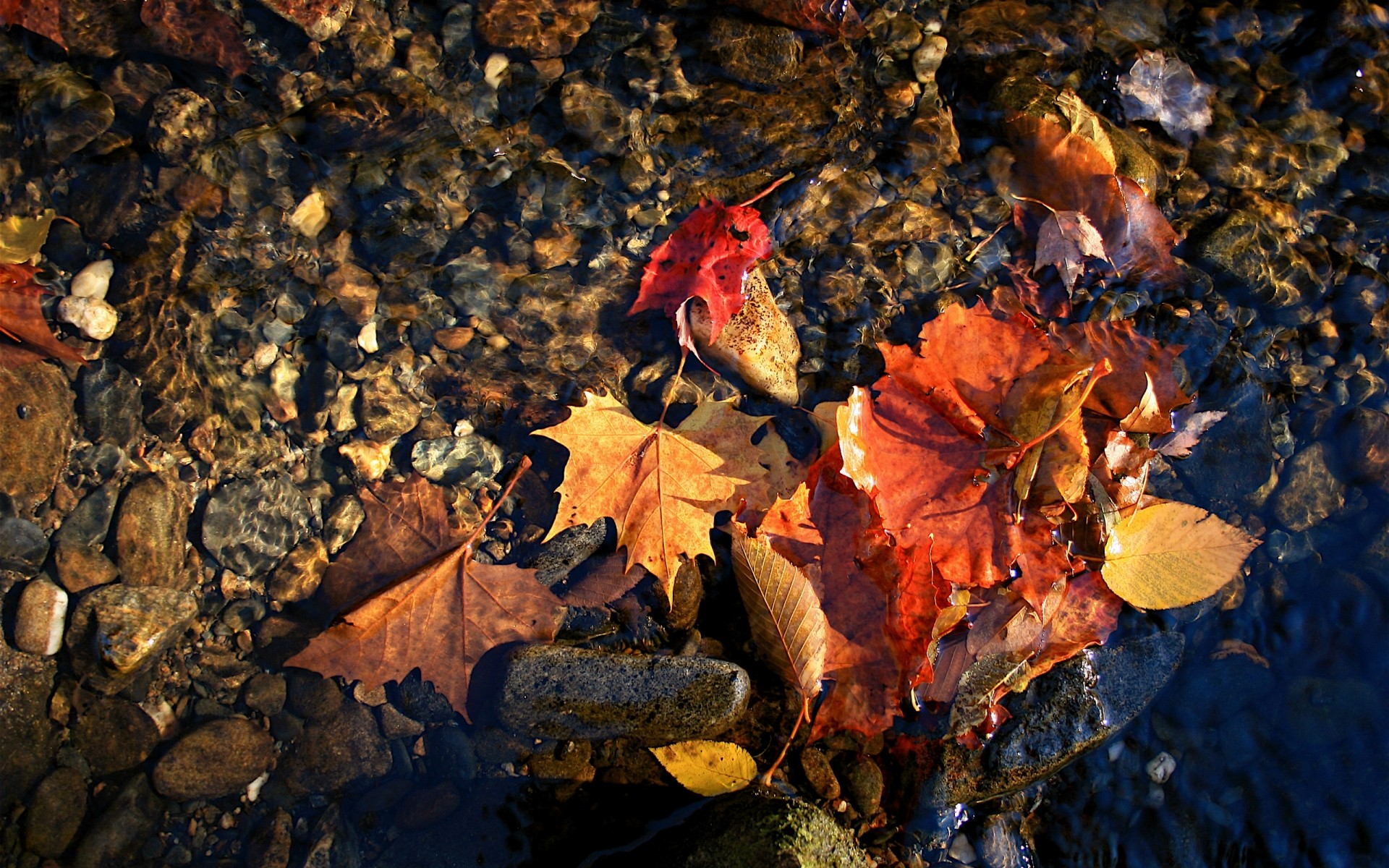 autumn fall leaf nature maple tree outdoors change wood color season desktop leaves