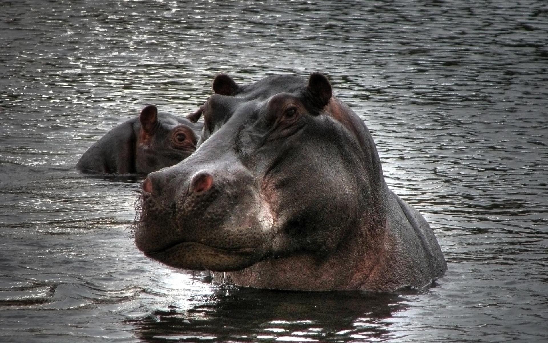 animais mamífero água hipopótamo vida selvagem rio animal sozinho natureza