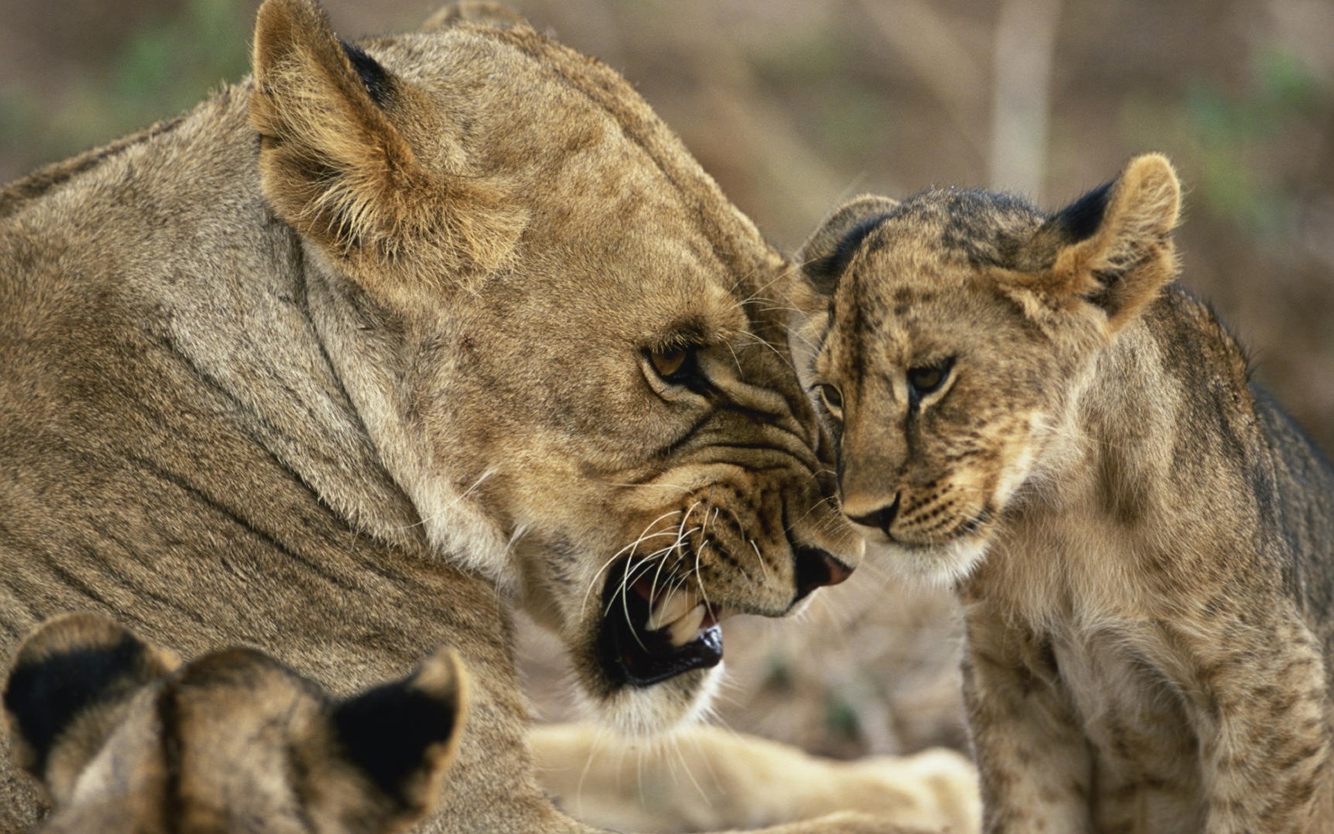 animaux mammifère faune chat animal prédateur lion nature sauvage mangeur de viande zoo safari portrait chasseur fourrure gros puma