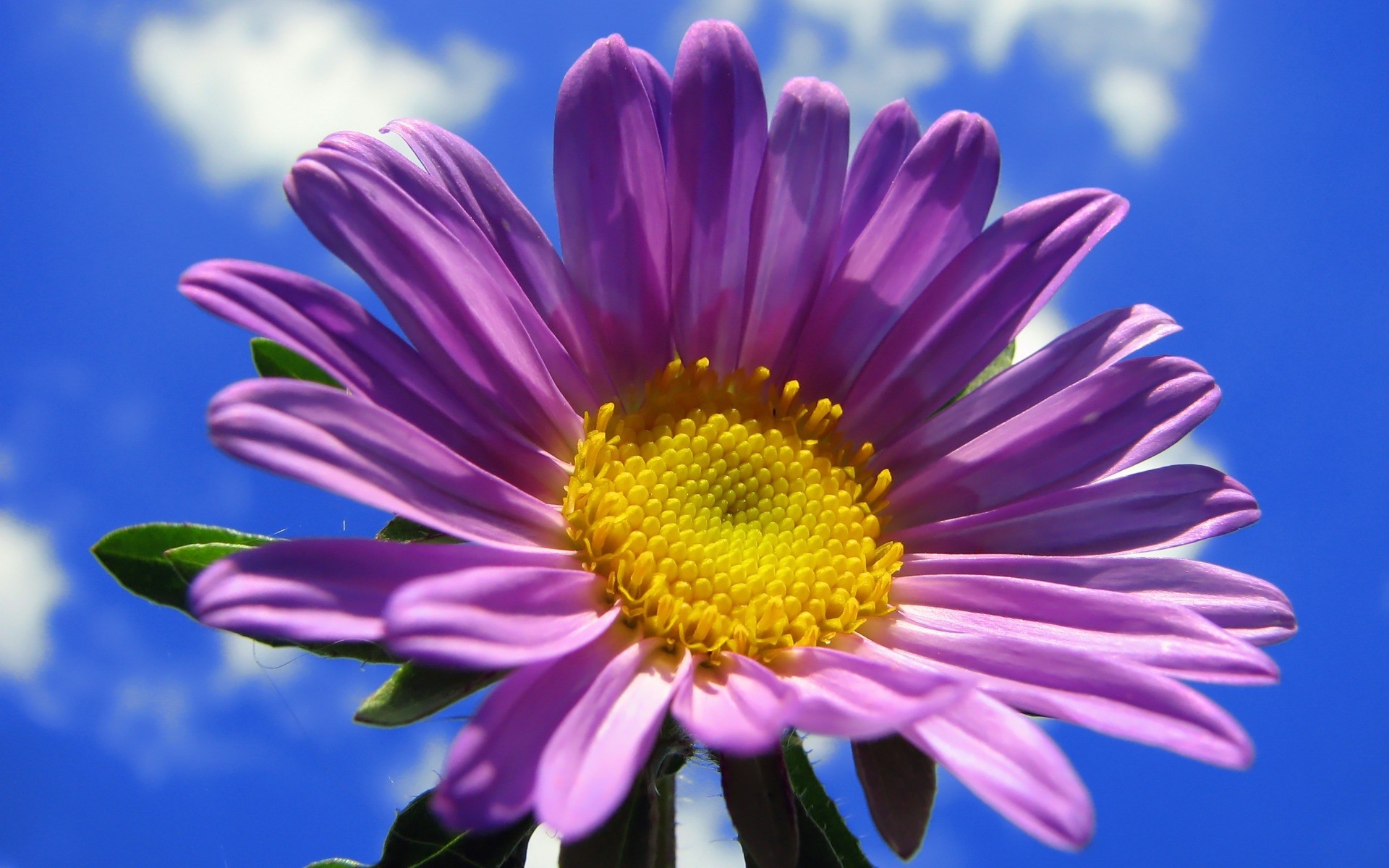 fleurs fleur nature flore été pétale couleur lumineux floral bluming jardin belle feuille saison tête gros plan croissance