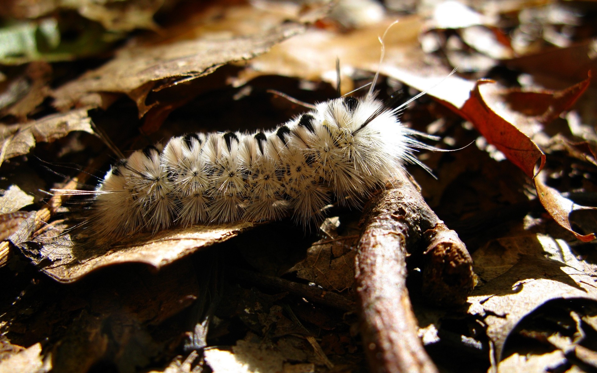 insekten natur holz tierwelt schließen im freien wild baum insekt tier umwelt flora