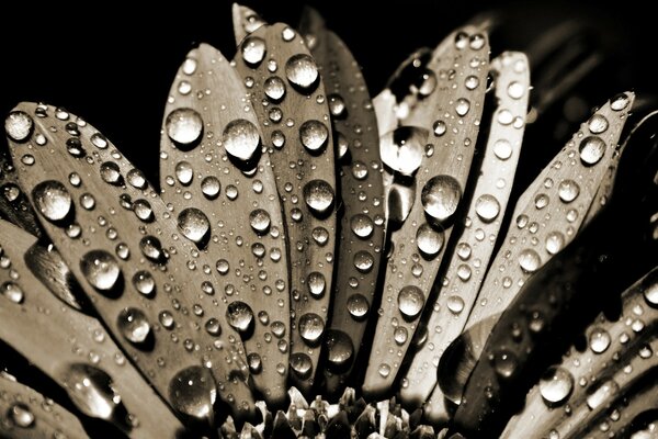 Nach dem Regen sind die Blumen mit Feuchtigkeit bedeckt