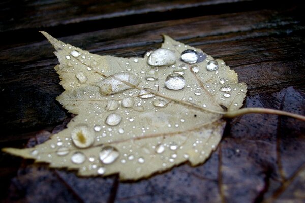 Foglia d acero autunnale con gocce di pioggia