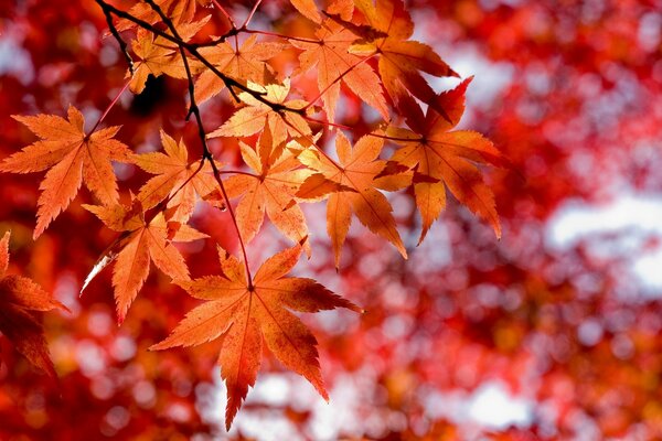 Feuilles d érable rouge d automne