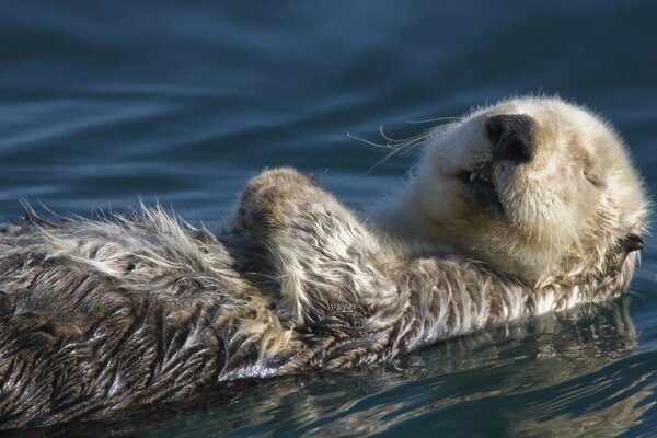 Ein kleiner Otter ruht auf dem Wasser