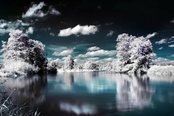 Paisaje de invierno de árboles peludos