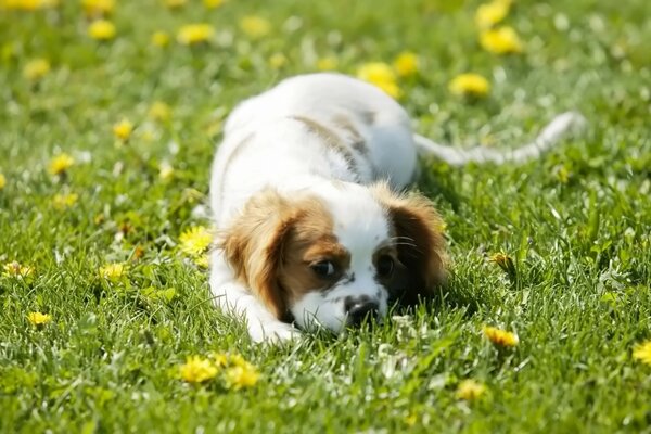 Dog play on the grass