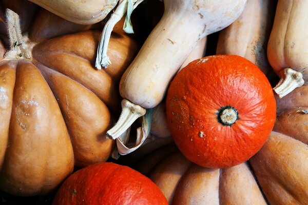 Nature morte de citrouilles et de citrouilles colorées