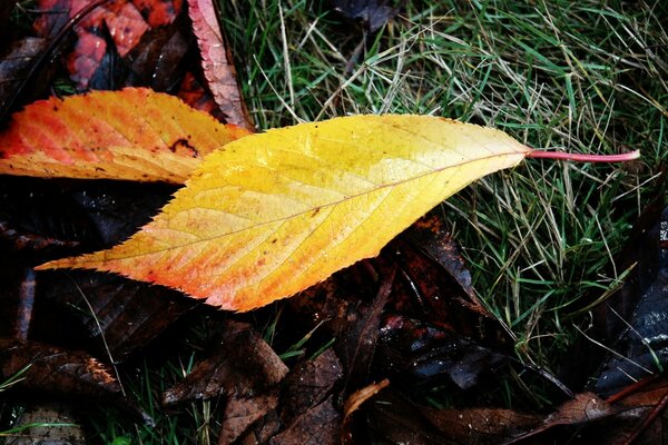 The last yellow leaves of autumn