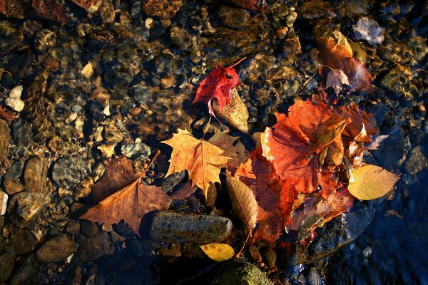 Feuilles d érable lumineux sur la surface de l eau