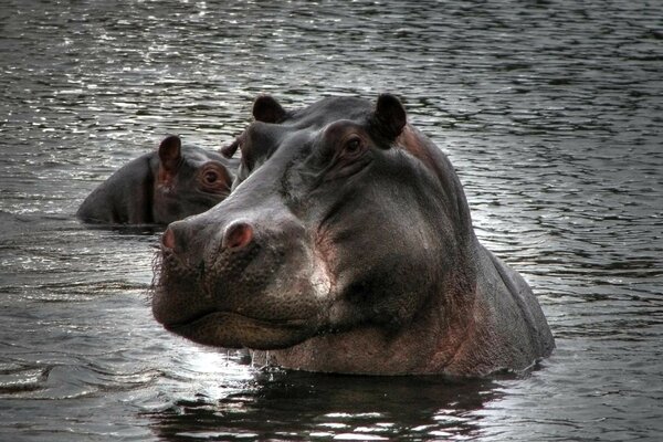 Un hippopotame charmant se baigne dans l eau