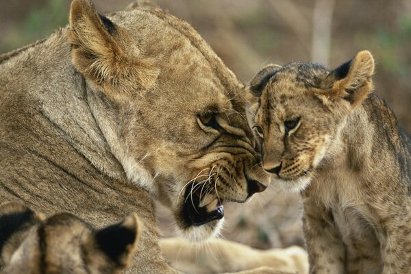 Lionne avec un lionceau, moment éducatif