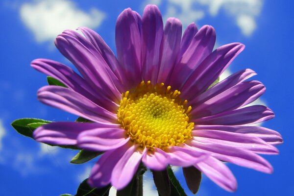 Sommerblume auf Himmelshintergrund