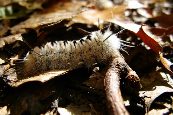 La oruga de insectos se encuentra en una hoja