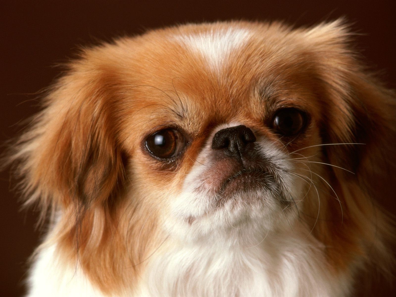 dogs pet dog cute animal mammal canine little puppy portrait studio funny fur adorable young purebred looking breed sit eye furry