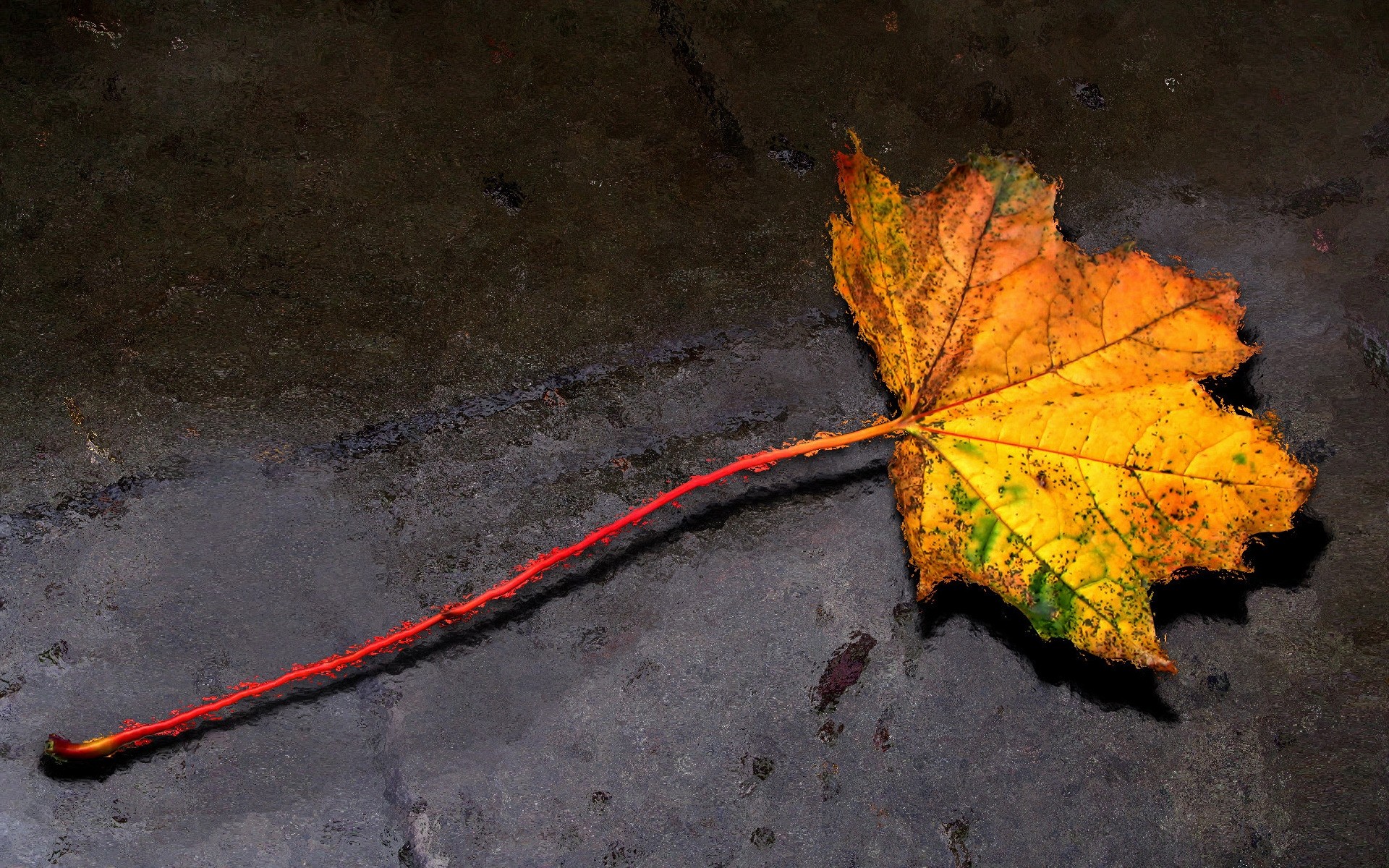 autunno autunno all aperto natura acqua luce foglia disastro