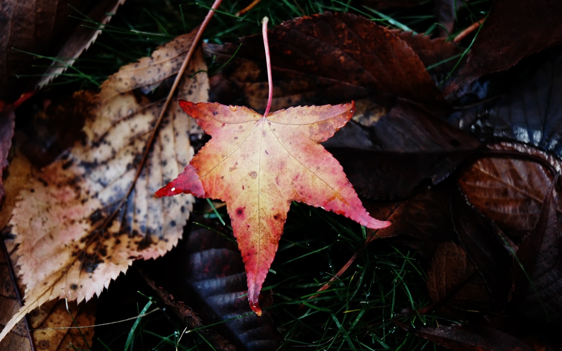 autumn fall leaf nature tree wood season maple color flora outdoors environment desktop light bright winter branch decoration texture