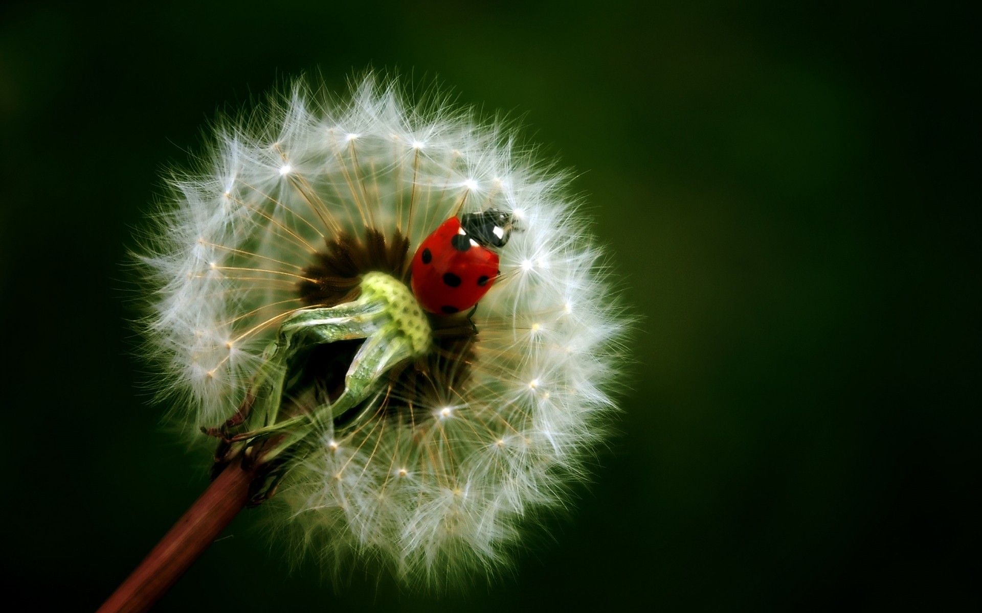 insects insect ladybug nature dandelion summer flower flora garden fly close-up growth color biology little environment