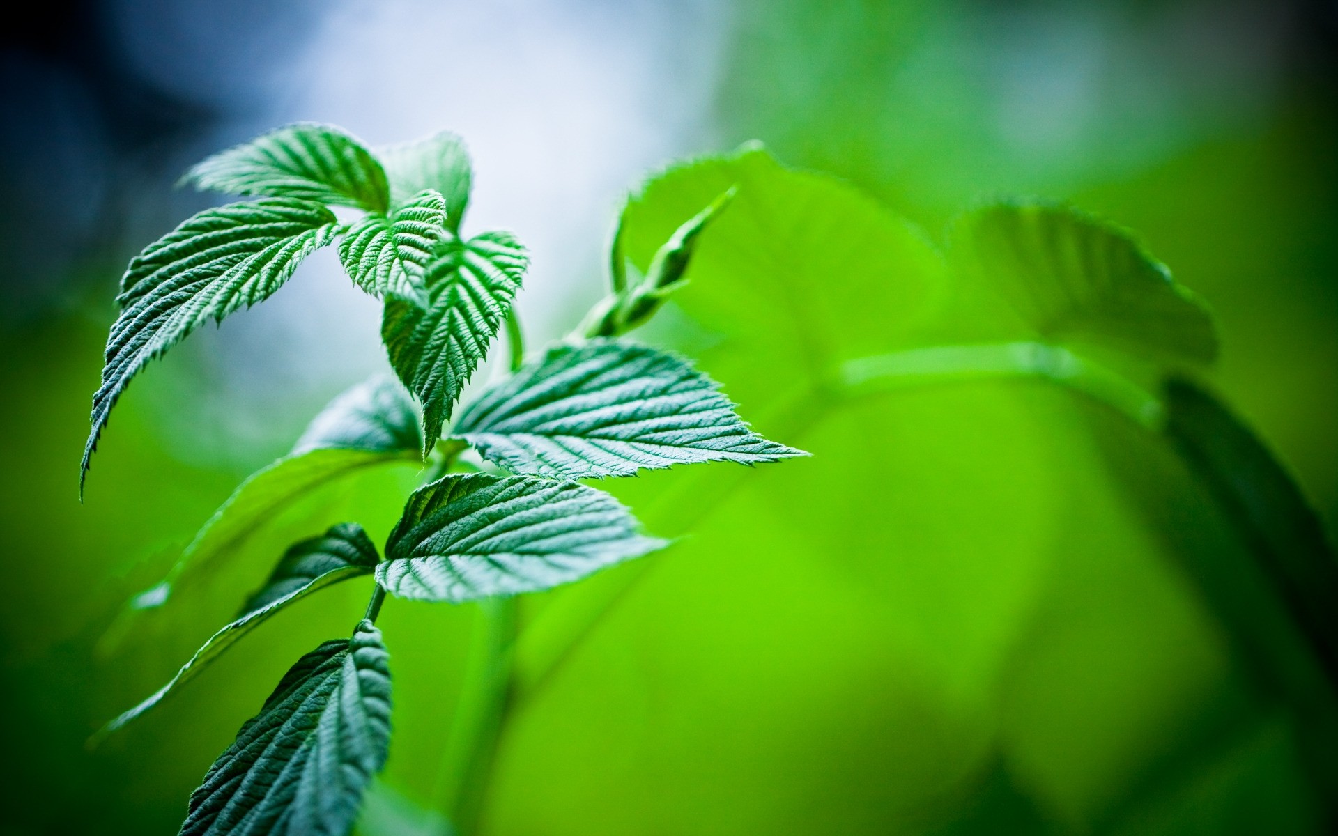 plantas hoja flora naturaleza crecimiento jardín verano medio ambiente ecología frescura exuberante