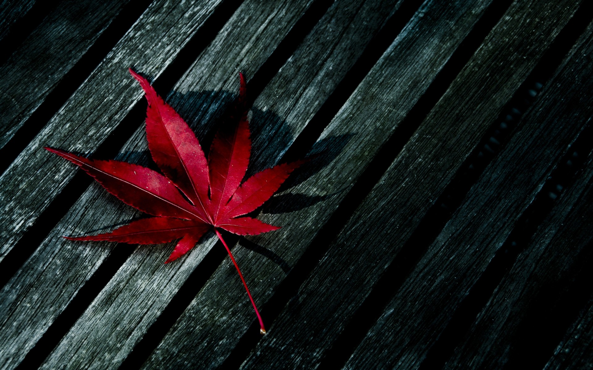 automne bureau bois feuille texture nature abstrait monochrome