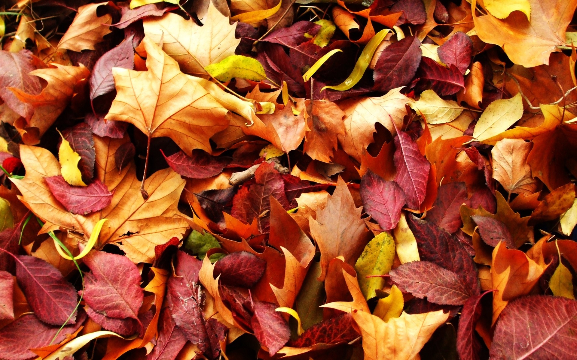 automne feuille automne flore nature saison bureau couleur sec gros plan lumineux texture érable arbre jardin décoration modèle feuilles