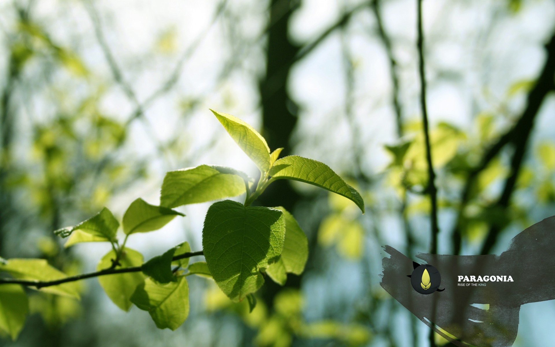 rośliny liść wzrost natura flora lato na zewnątrz dobra pogoda jasny bujny ogród oddział środowiska