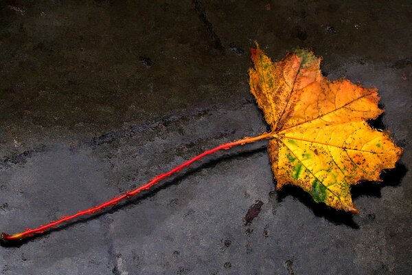 Maple leaf on asphalt during autumn