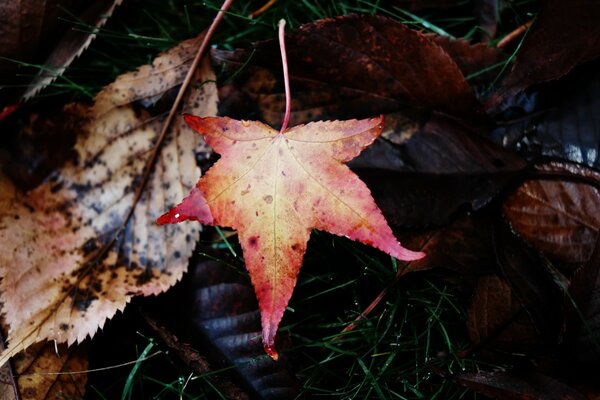 The most elegant leaf on the background of withered foliage