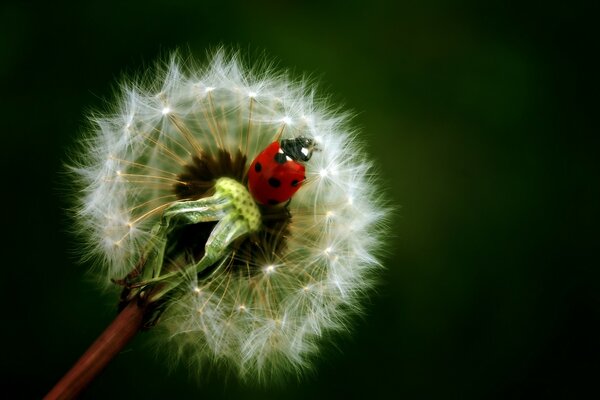 Ladybug on fluffy dandelion