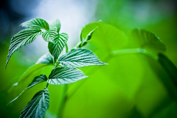 Hermosa hoja en el sol