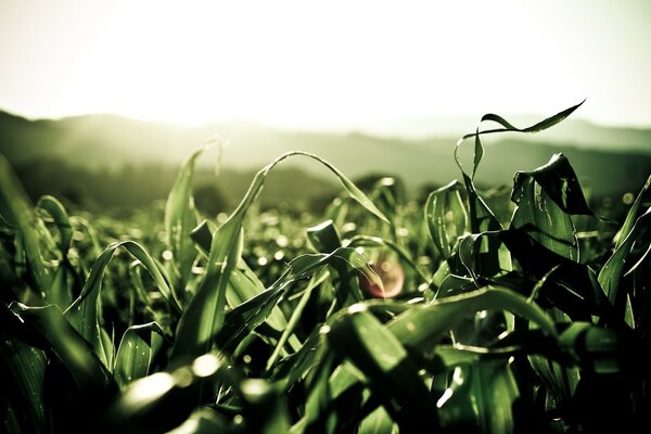 Green leaves in the field