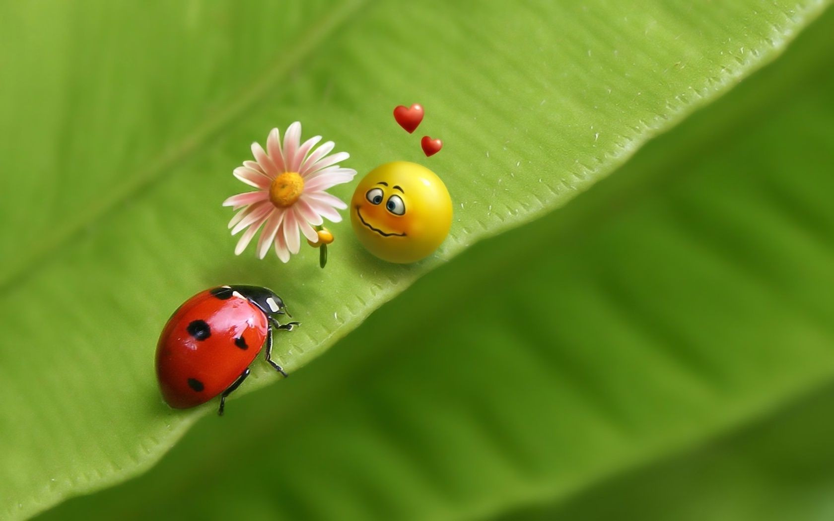 love and romance ladybug leaf nature insect rain growth summer