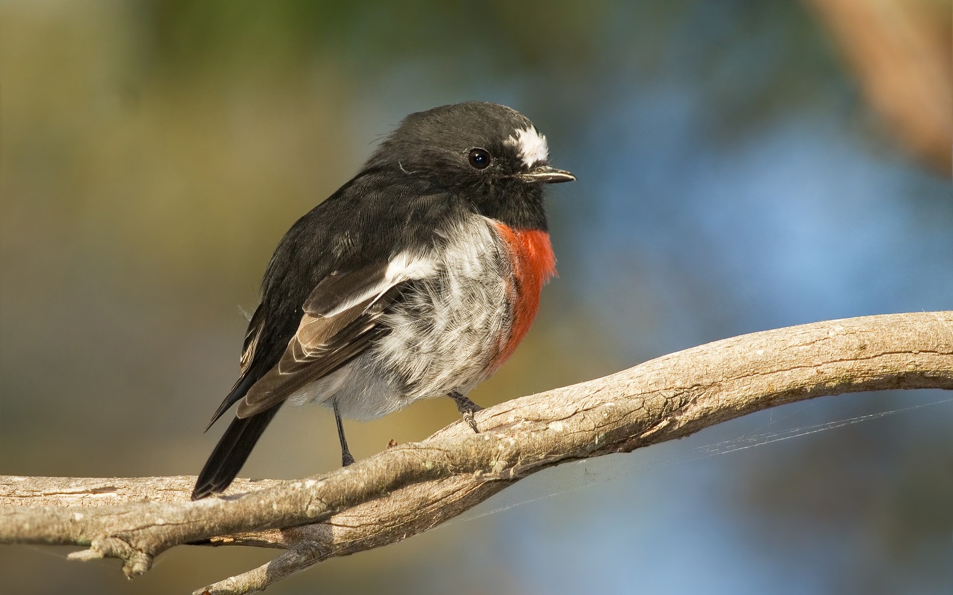 uccelli uccello fauna selvatica avian all aperto pevunya animale natura luce del giorno