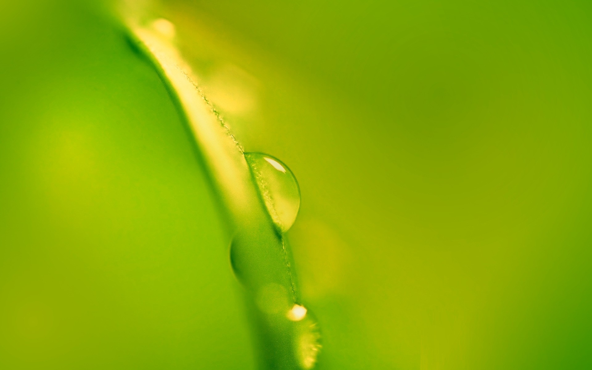 minimalism dew rain drop droplet leaf flora wet garden growth raindrop nature blade purity water waterdrop environment husk freshness grass green