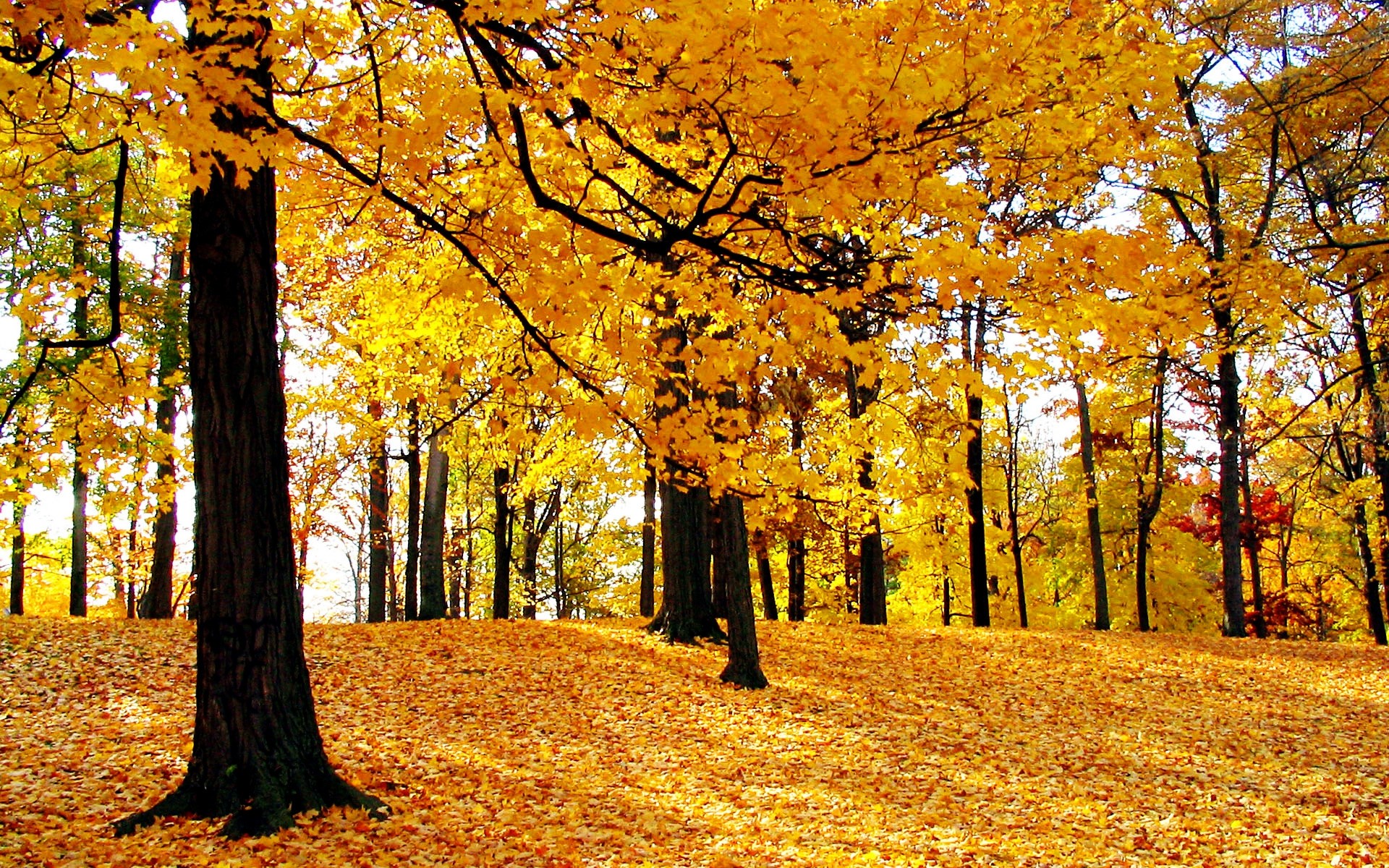 automne automne feuille arbre érable saison bois parc or paysage nature scénique paysages branche beau temps scène environnement guide soleil couleur ruelle forêt