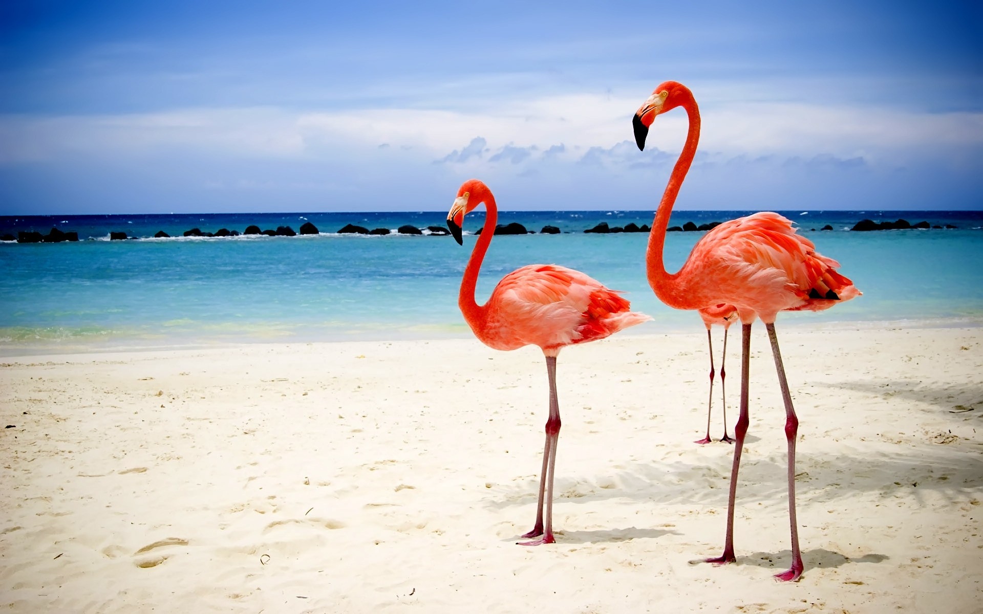 flamingo spiaggia sabbia acqua mare oceano tropicale mare estate natura esotico viaggi cielo sole laguna