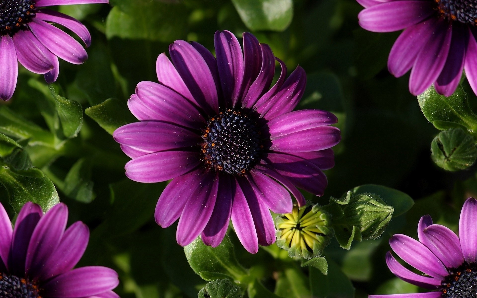 flowers flower flora nature garden summer petal blooming color leaf floral close-up perennial violet beautiful bright botanical