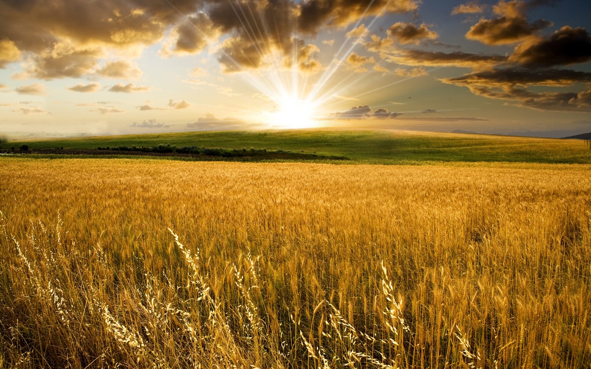 plants wheat cereal rural pasture field crop corn countryside agriculture bread farm rye farmland sun straw sunset landscape country sky