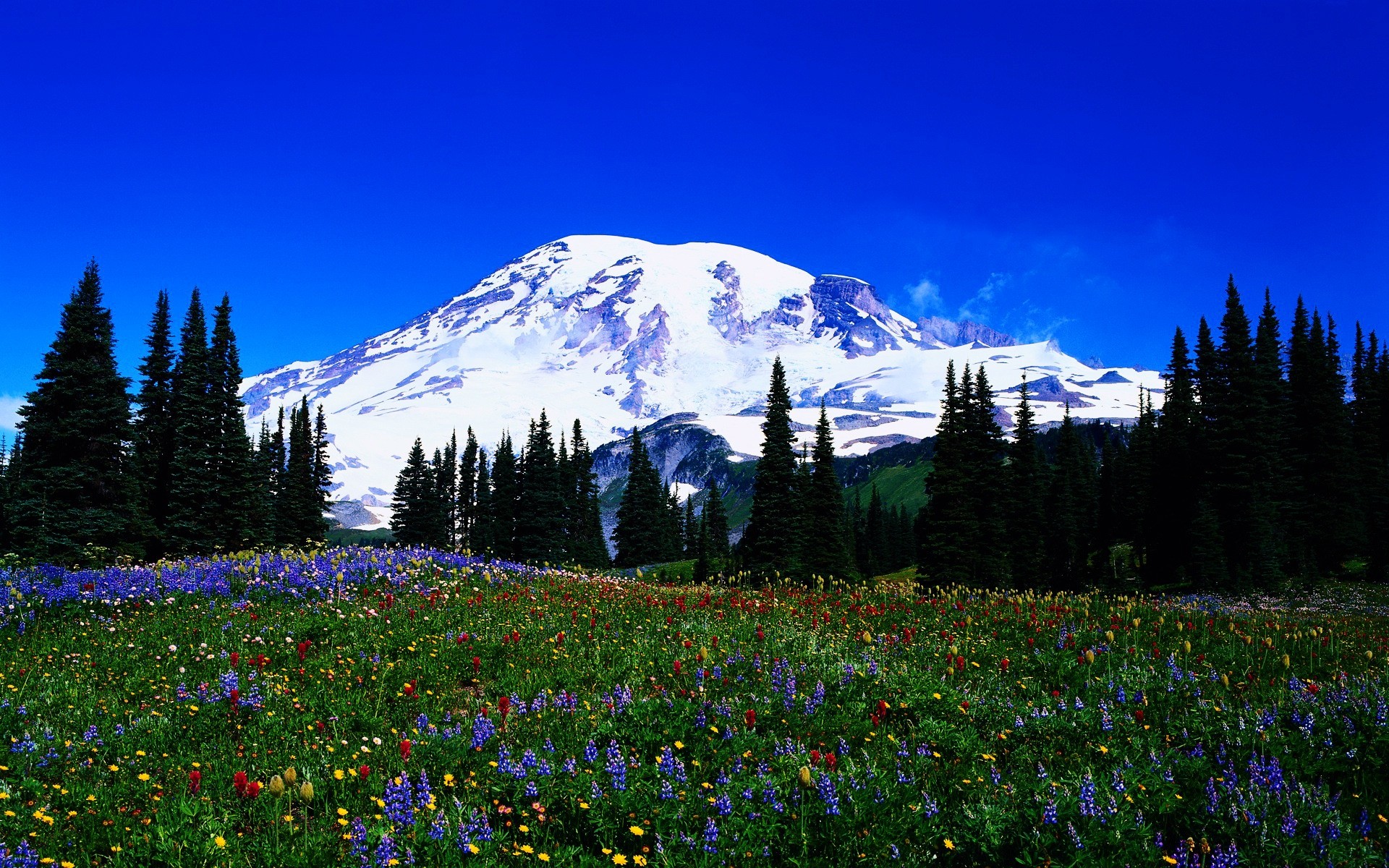 paysage montagnes scénique neige paysage bois à l extérieur nature lumière du jour foin fleur arbre fleurs printemps