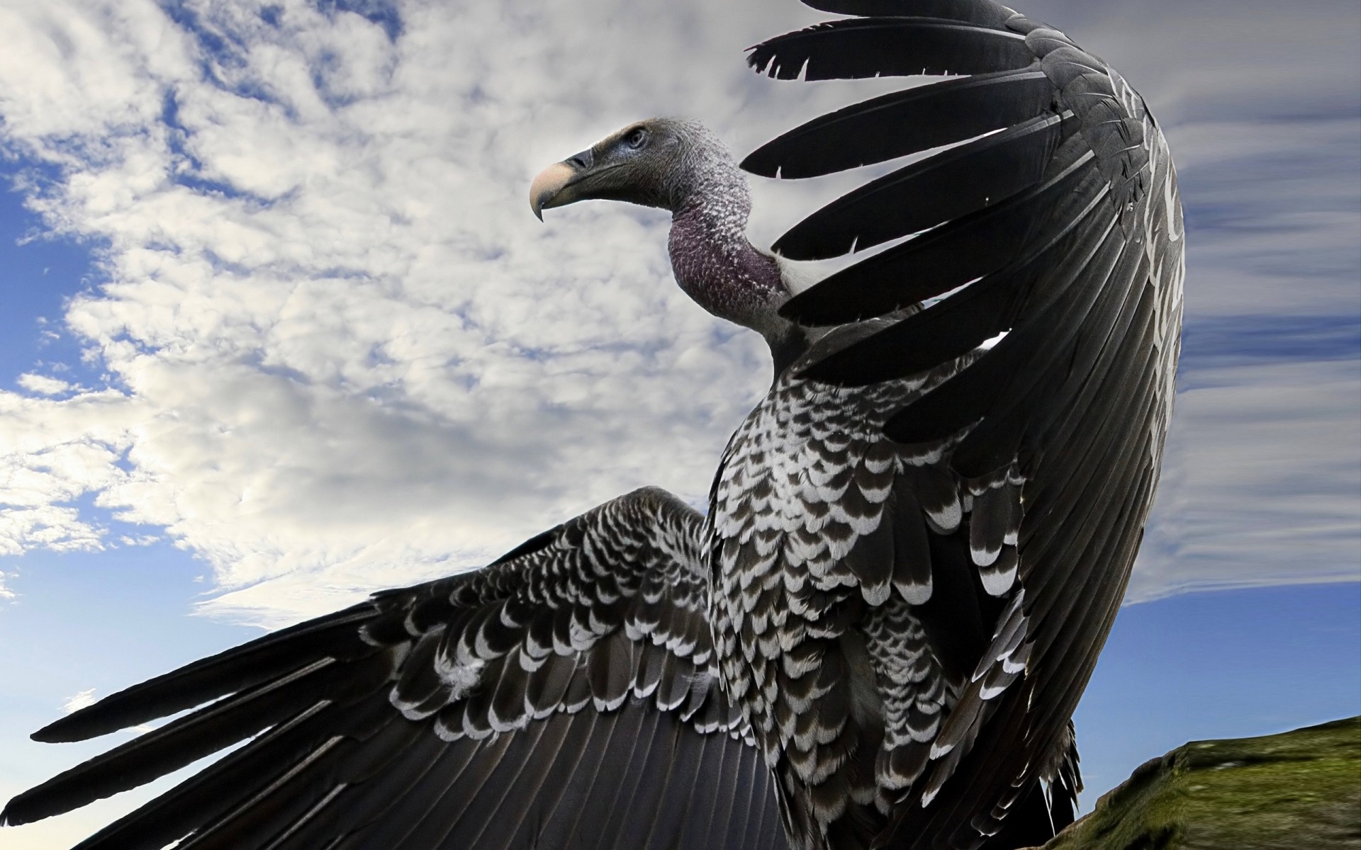 aves pássaro águia pena natureza asa vida selvagem animal raptor voo bico ao ar livre