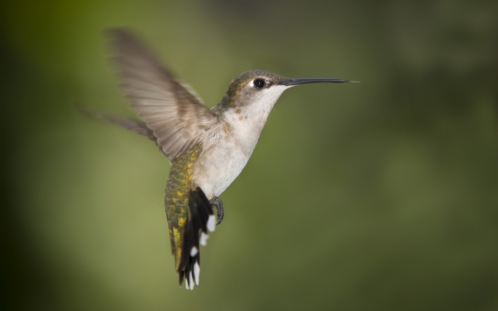 aves vida selvagem pássaro beija-flor natureza ao ar livre vista lateral animal