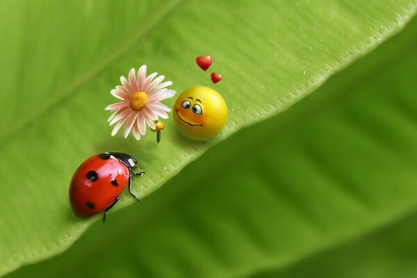 Smiley jaune avec des coeurs. Camomille