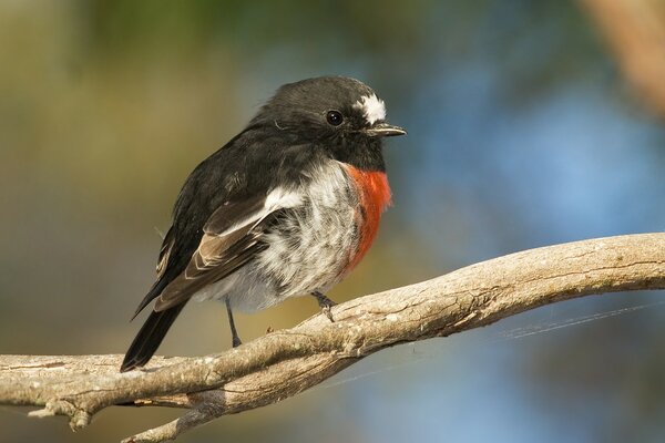 Beautiful bird outdoors