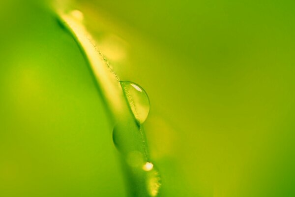 Una goccia di rugiada ingrandita su una foglia verde