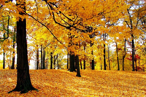 Schöner goldener Wald im Herbst