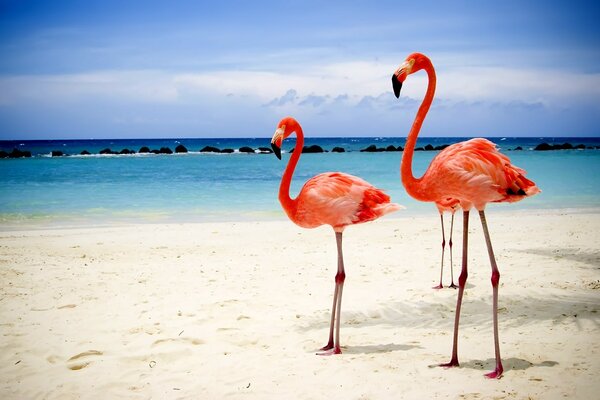 Flamants roses sur la beauté de la mer