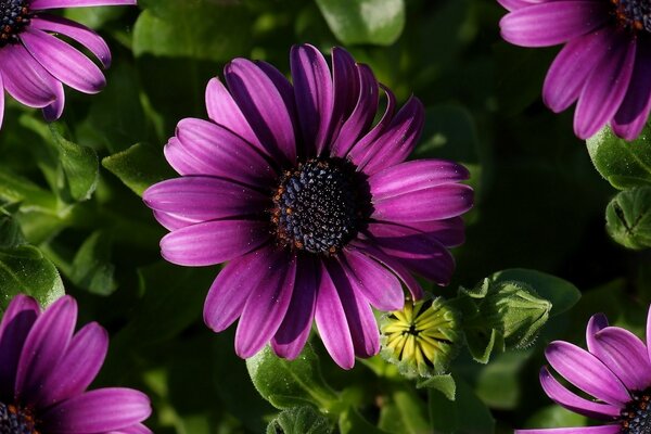 Un bel fiore cresce in un aiuola