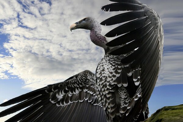 The span of the eagle s huge wings in nature